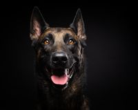 vecteezy_portrait-of-a-belgian-shepherd-dog-on-an-isolated-black_7293181_755