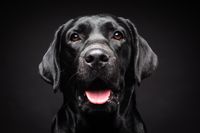 vecteezy_portrait-of-a-labrador-retriever-dog-on-an-isolated-black_7293189_449